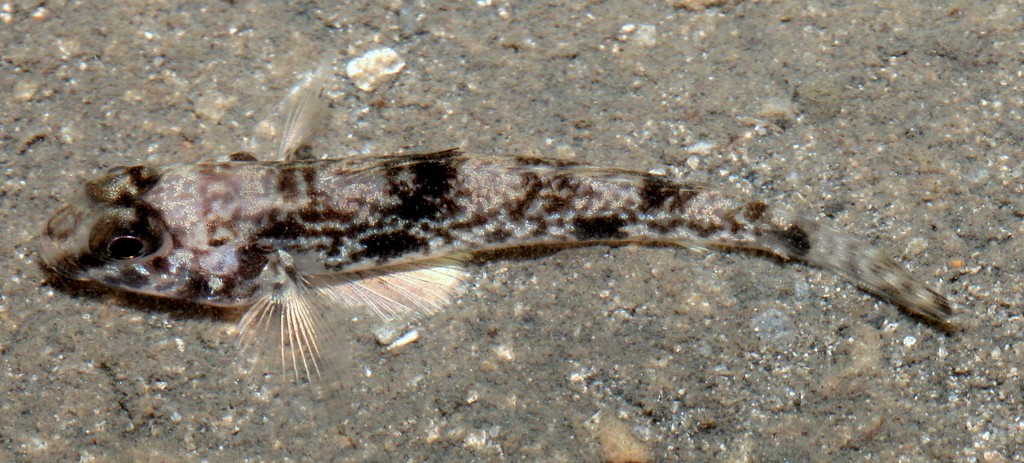 Acentrogobius nebulosus Hair-finned goby New Caledonia fish Bourail Pointe Akaia