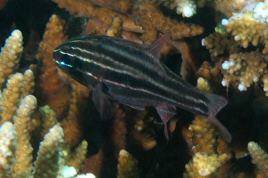 Ostorhinchus cookii Apogon Multilined cardinalfish cook island New Caledonia