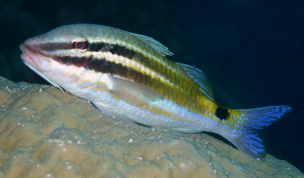 Parupeneus spilurus Blackspot goatfish New Caledonia