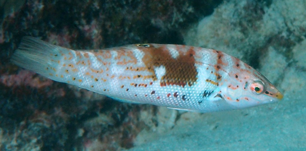 Coris batuensis Girelle pommelée poisson du lagon de Nouvelle-Calédonie