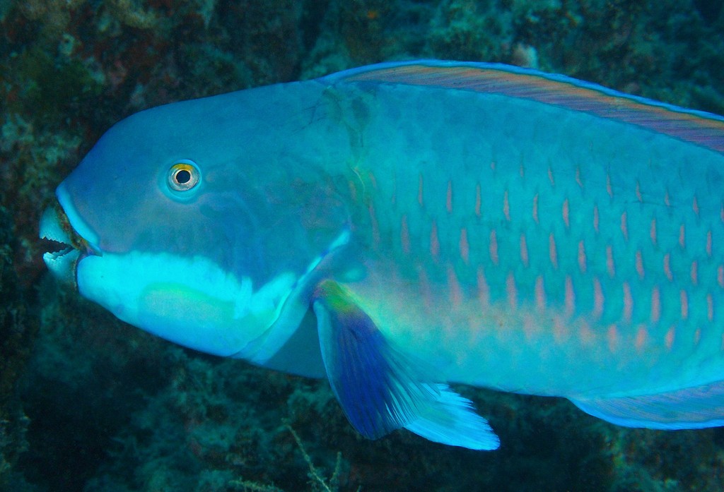 Chlorurus microrhinos poisson bec perroquet Nouvelle-Calédonie chair bonne qualité
