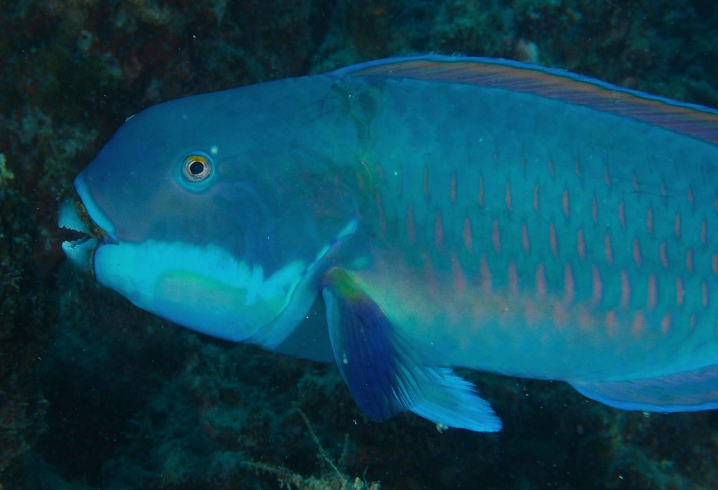 Chlorurus microrhinos Poisson Perroquet bleu Nouvelle-Calédonie espèce ciguatoxique lagon Calédonien