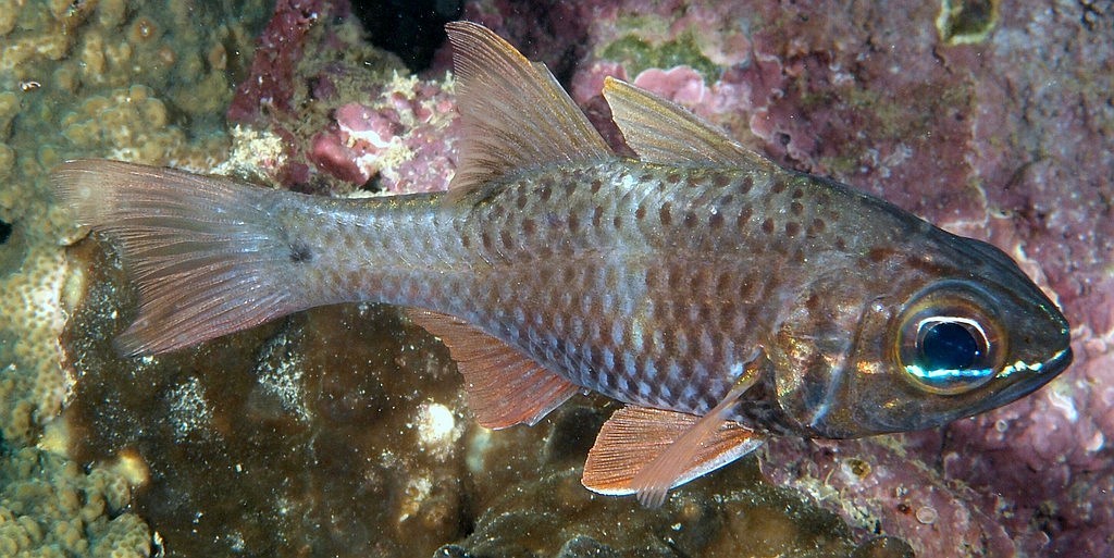 Ostorhinchus norfolcensis dusky brown fish small black spot New Caledonia