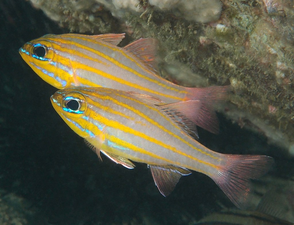 Ostorhinchus cyanosoma Apogon cyanosoma poisson de Nouvelle-Calédonie nouméa passe de dumbéa plongée sous-marine underwater diving scuba