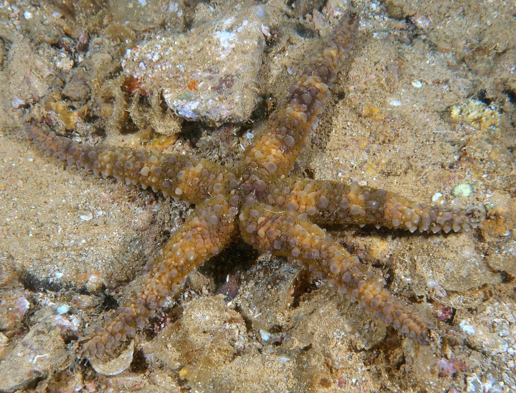 Echinaster callosus thick-skinned sea star New Caledonia island reef lagoon starfish