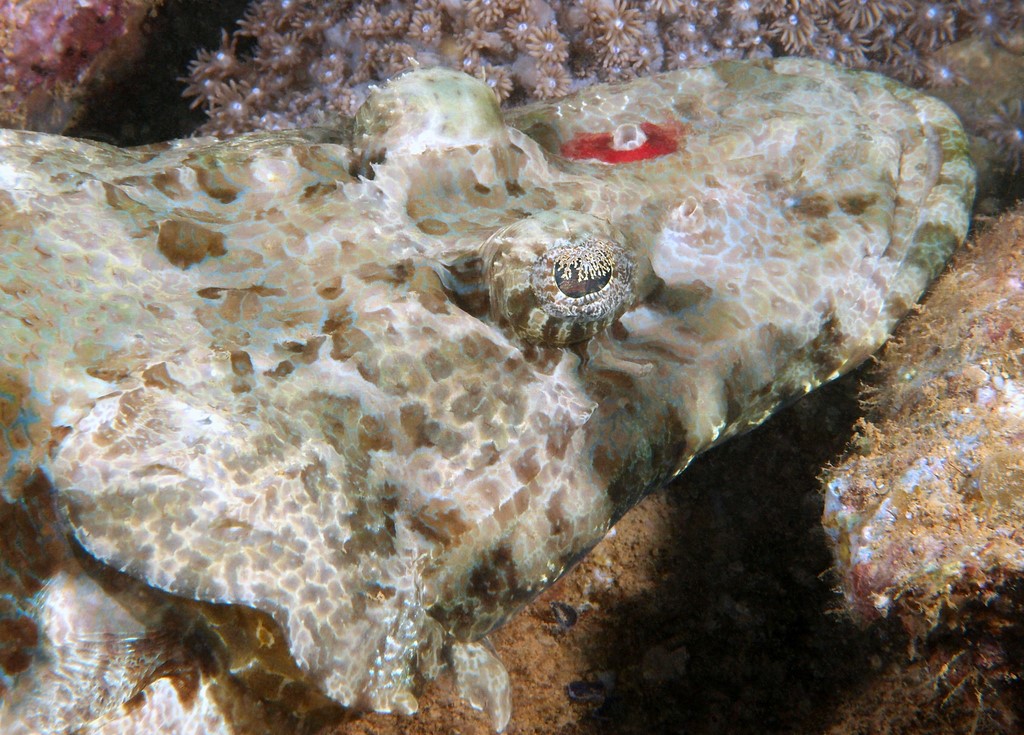 Cymbacephalus beauforti Crocodile fish De Beaufort's flathead Platycephalidae