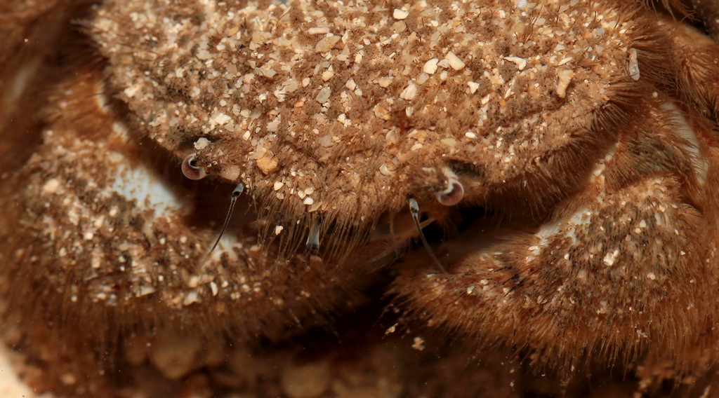 Pilumnus vespertilio carapace crabe poilu Nouvelle-Calédonie