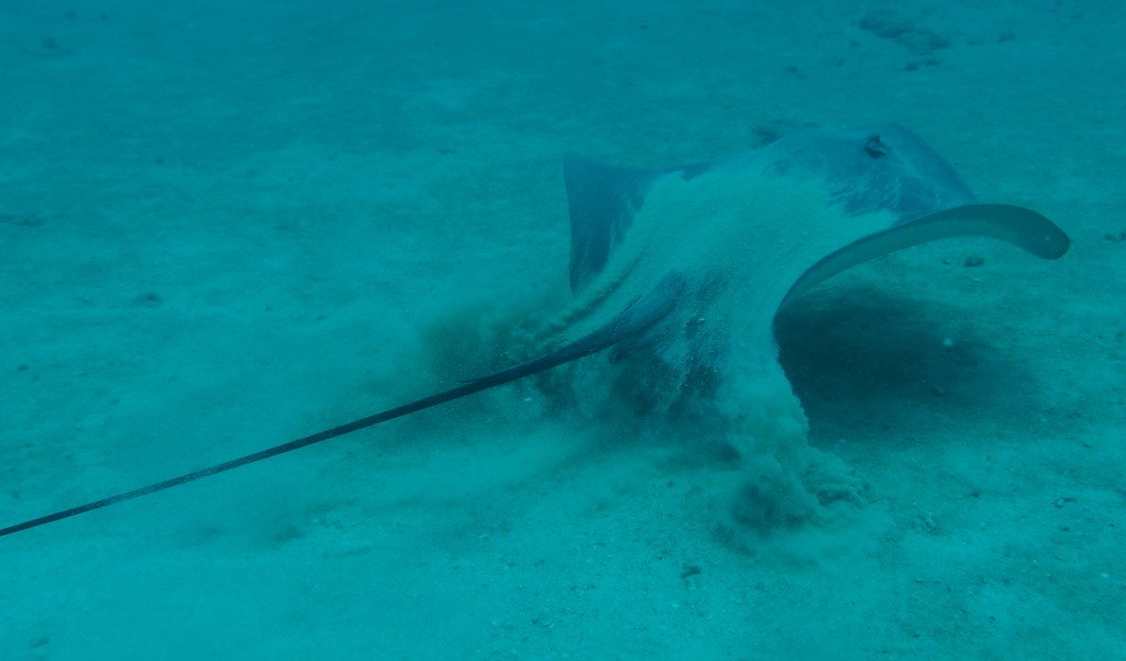 Himantura fai Raie fouet Nouvelle-Caléodonie image plongée sous-marine