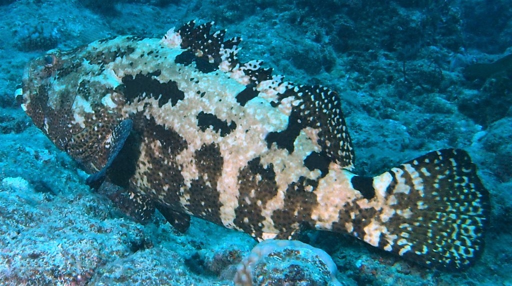 Epinephelus fuscoguttatus Brown-marbled grouper New Caledonia pale yellowish brown color with five vertical series of irregular dark brown blotches