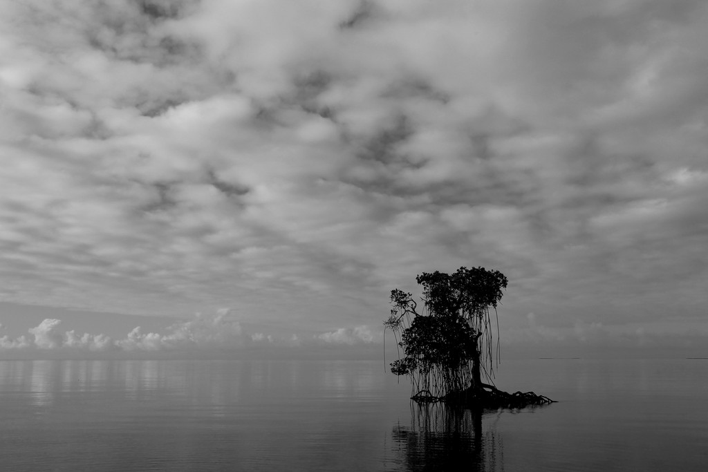 Photographie noir et blanc palétuvier Koumac Nouvelle-Calédonie Province Nord