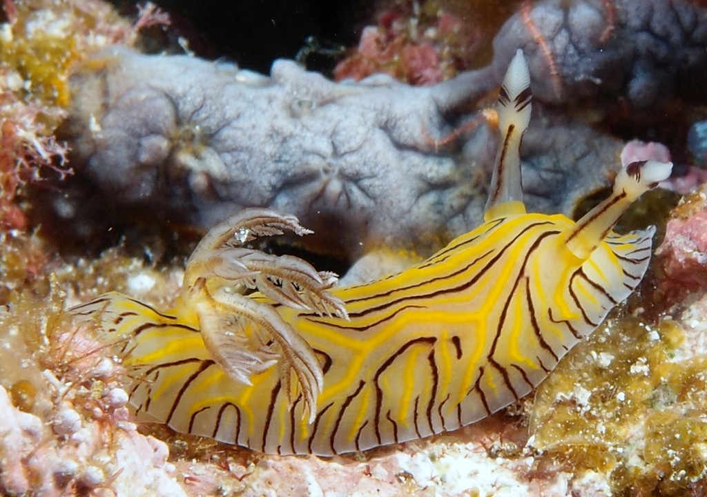 Halgerda johnsonorum Discodorididae New Caledonia diving aquarium