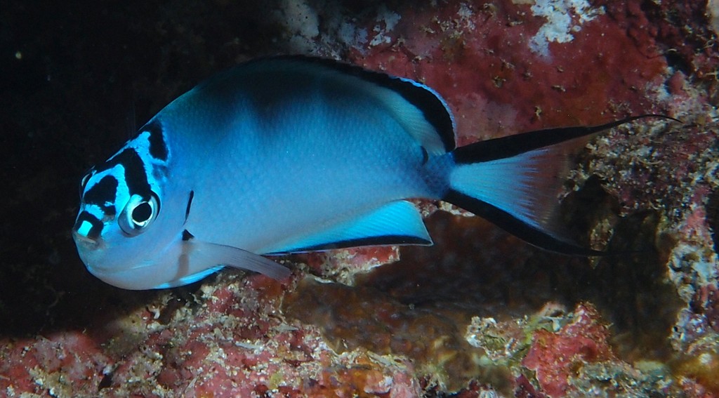 Genicanthus watanabei Blackedged angelfish New Caledonia aquarium identification