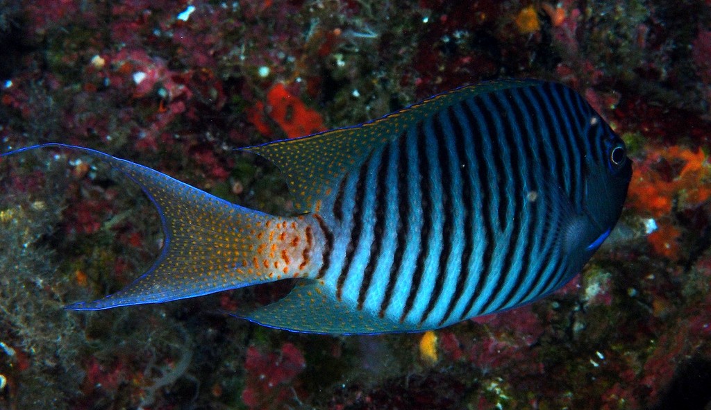 Genicanthus melanospilos Swallowtail angelfish male New Caledonia fish identification