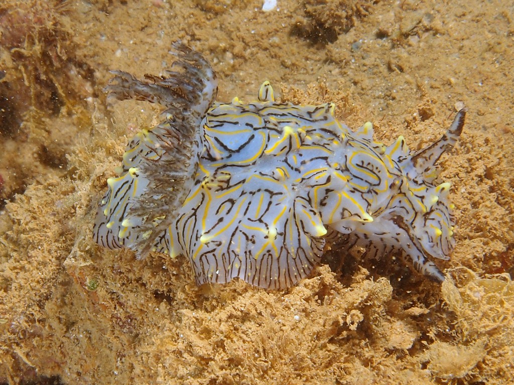 Halgerda willeyi halgerda bosselé Nouvelle-Calédonie nudibranche