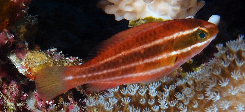 Chlorurus spilurus spectacled parrotfish Juveniles New Caledonia dark brown, four narrow whitish stripes