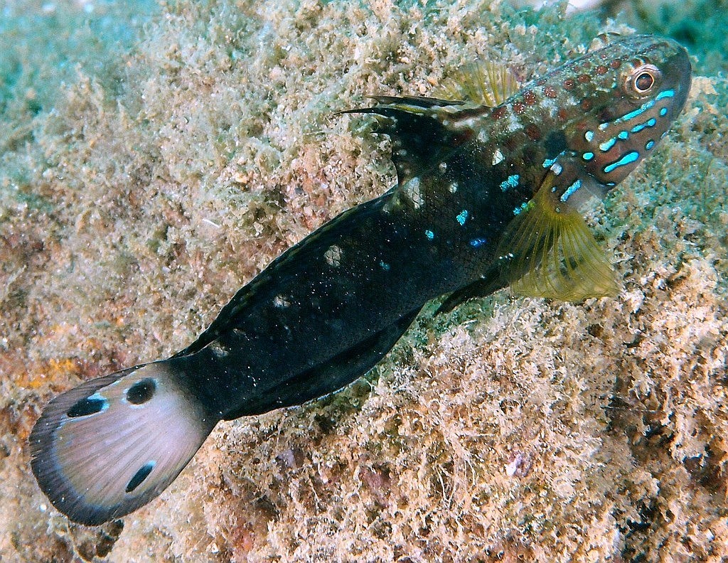 AMBLYGOBIUS PHALAENA VALENCIENNES 1837 AMBLYGOBIUS PHALAENA VALENCIENNES 1837