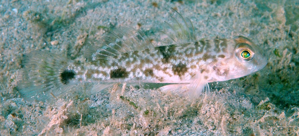 Acentrogobius nebulosus Hair-finned goby New Caledonia Margins of median fins black