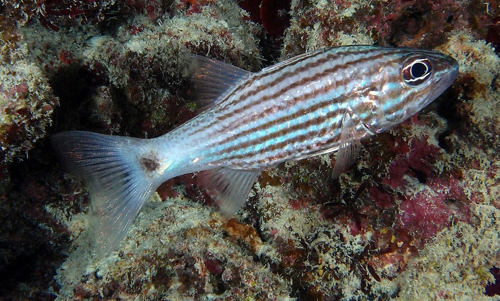 Cheilodipterus macrodon Tiger cardinalfish New Caledonia pale grey color; eight red-brown stripes on side, caudal fin base whitish