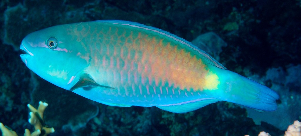 Chlorurus spilurus Scare à queue tachetée Nouvelle-Calédonie corps bleu verdâtre