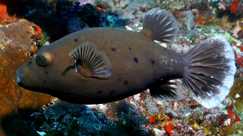 Arothron nigropunctatus Black form Blackspotted pufferfish New Caledonia