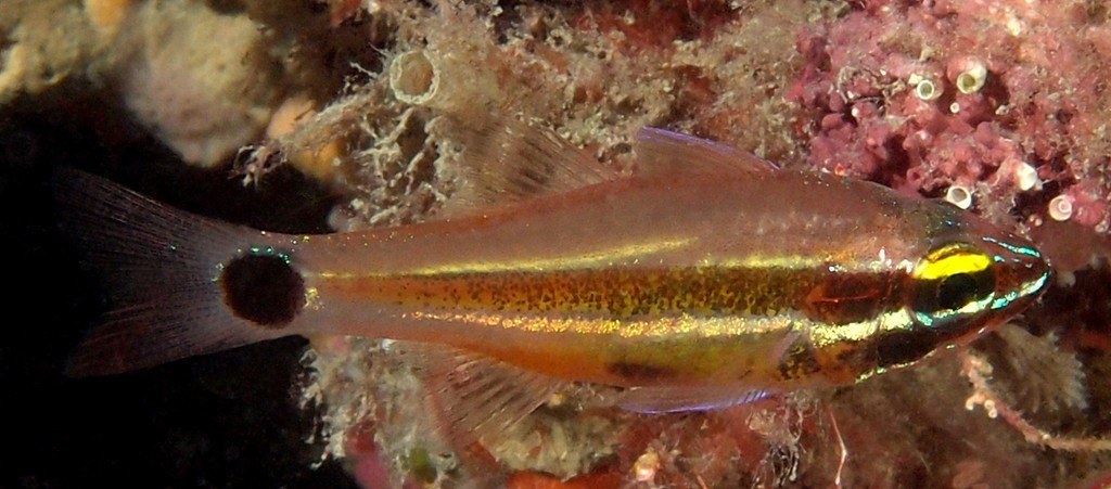 Ostorhinchus selas Meteor cardinalfish New Caledonia black spot as large as eye centered on caudal-fin base