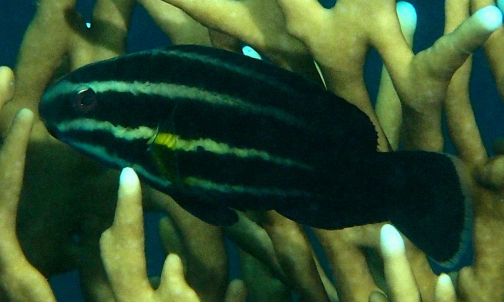 Chlorurus microrhinos Perroquet bleu Juvénile Nouvelle-Calédonie noirs rayés de trois lignes blanches horizontales