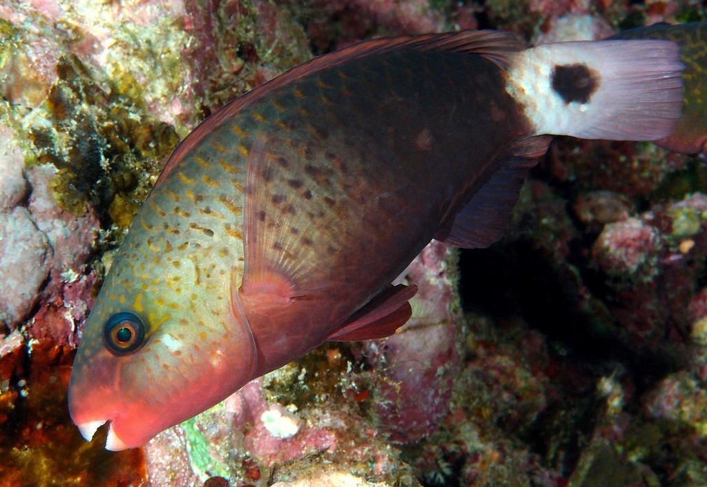 Chlorurus spilurus Scare à queue tachetée Nouvelle-Calédonie Scaridae du lagon