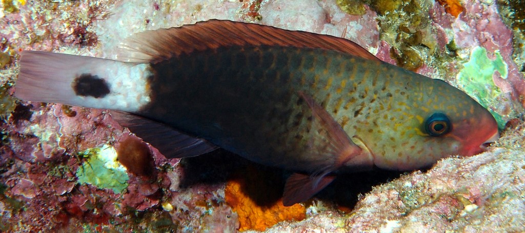 Chlorurus spilurus Scare à queue tachetée Nouvelle-Calédonie juvénile