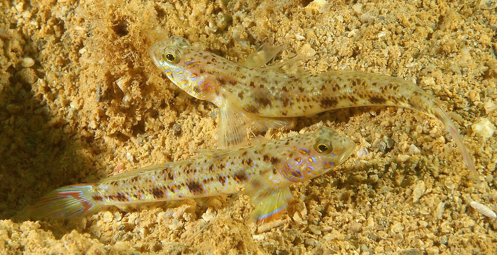 Vanderhorstia phaeostictus New Caledonia fish sandy area