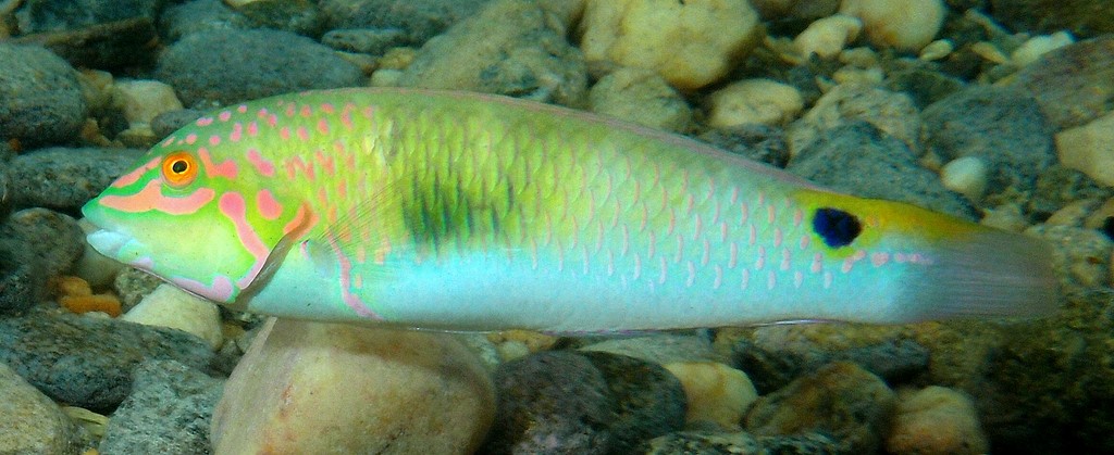 Halichoeres trimaculatus Spotted-tail rainbowfish wrasse New Caledonia fish identificatin tools