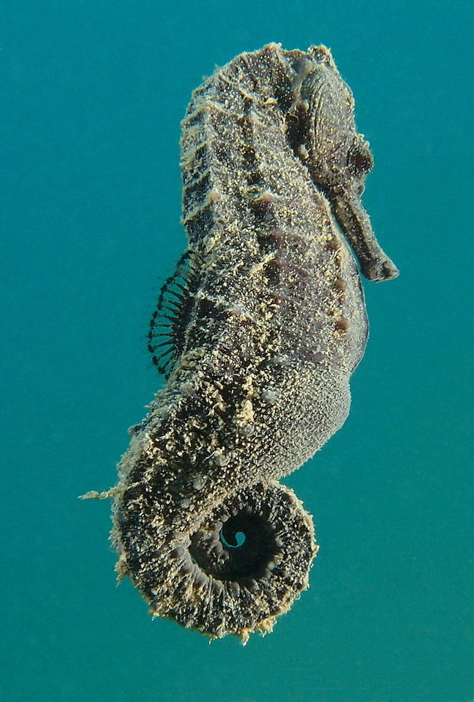 Hippocampus kuda Common seahorse New Caledonia Syngnathidae Family