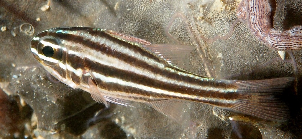 Ostorhinchus cookii Multilined cardinalfish New Caledonia juvenile dark spot at middle of caudal fin base merged with midlateral stripe