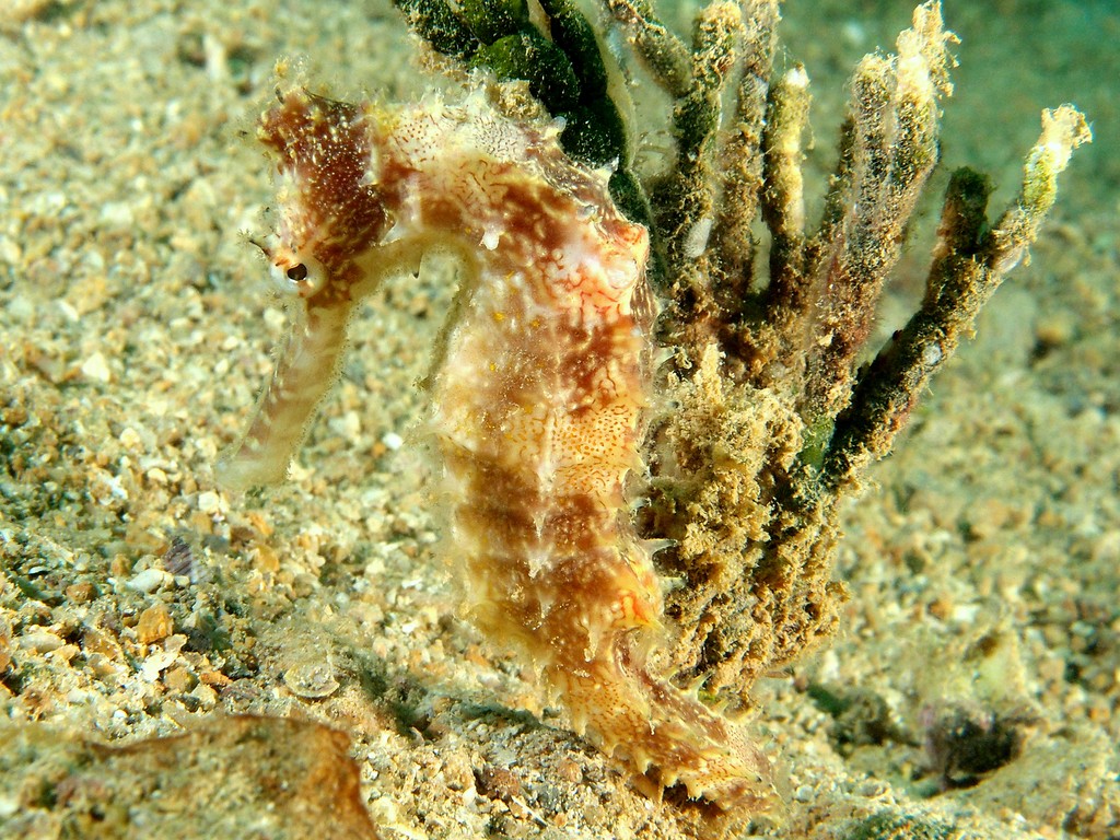 Hippocampus curvicuspis Hippocampe épineux Nouvelle-Calédonie région Nouméa