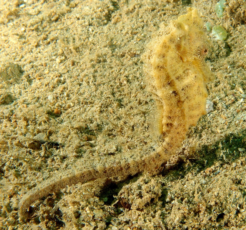 Hippocampus taeniopterus Common seahorse femalle yellow New Caledonia 