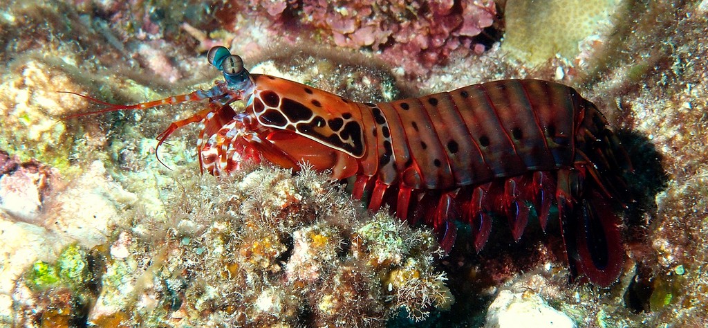 Odontodactylus scyllarus peacock mantis shrimp New Caledonia