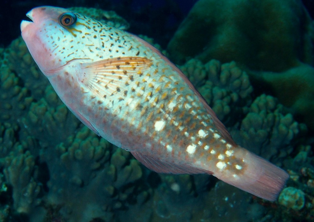 Chlorurus spilurus spectacled parrotfish New Caledonia two longitudinal series of small white spots on the side of the body