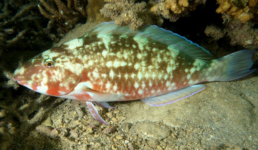 Hipposcarus longiceps Pacific longnose parrotfish Night picture New Caledonia