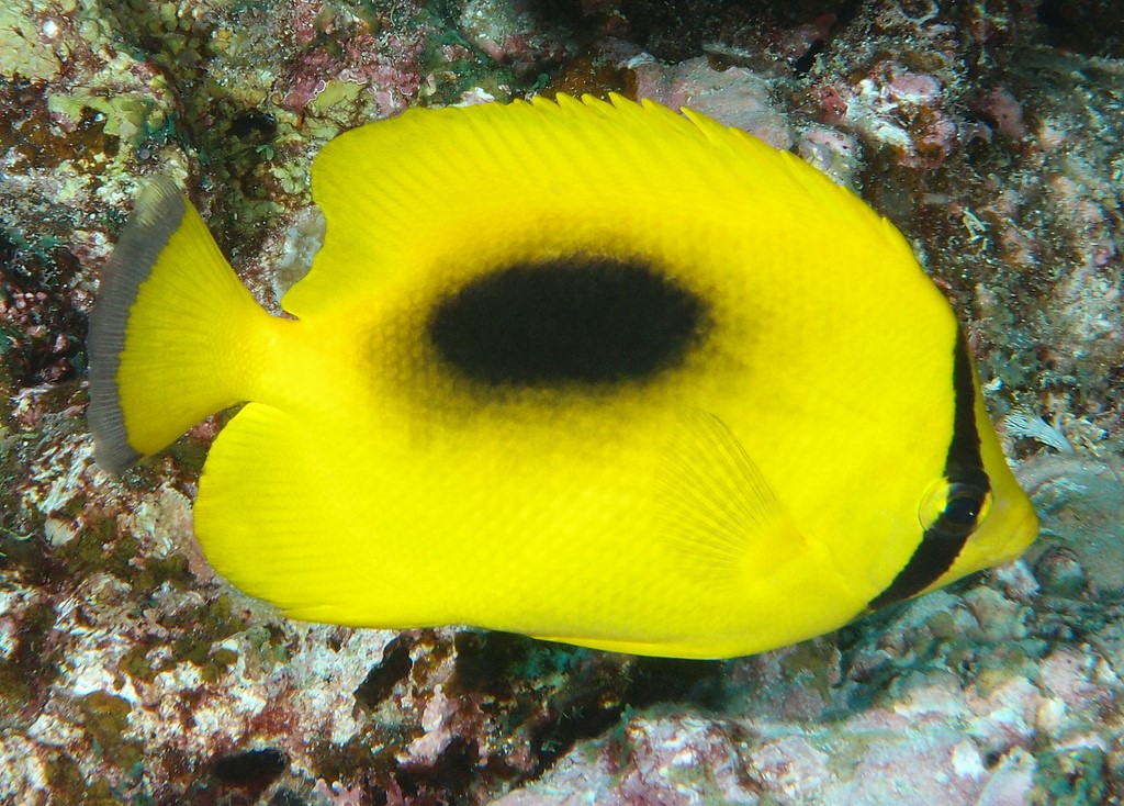 Chaetodon speculum Oval spot butterflyfish New Caledonia fish identification