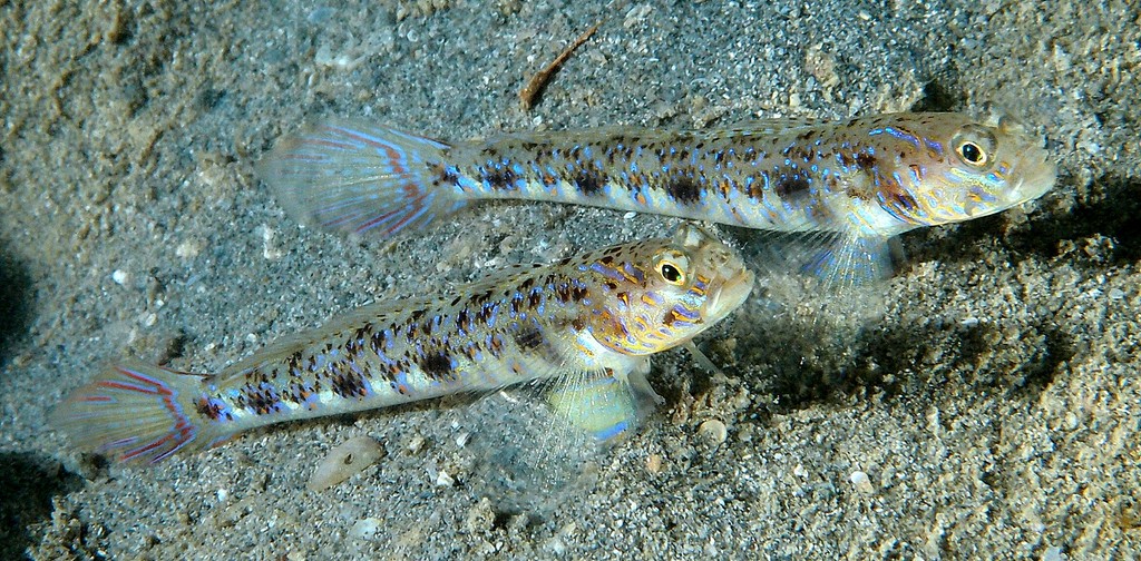 Vanderhorstia phaeostictus Yellowfoot shrimpgoby New Caledonia fish