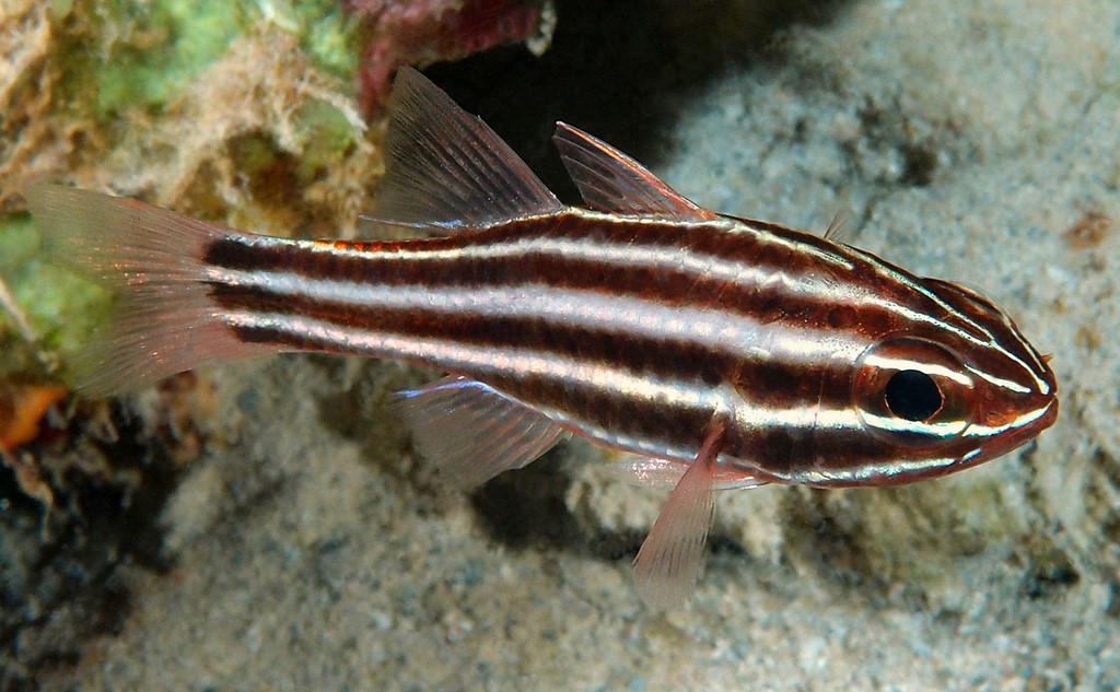 Ostorhinchus angustatus Broadstriped soldierfish New Caledonia