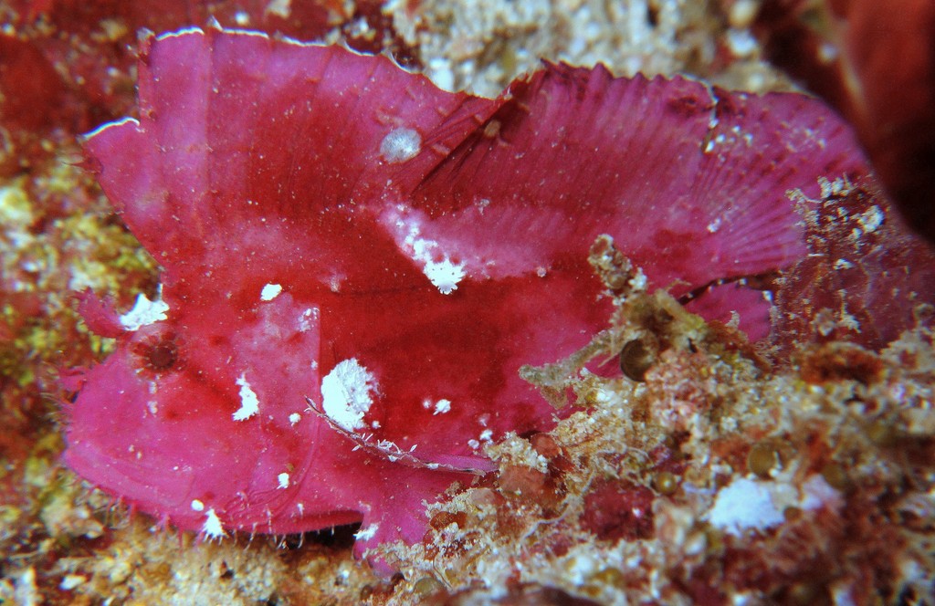 Taenianotus triacanthus Leaf scorpionfish New Caledonia Tan to reddish or brown in color
