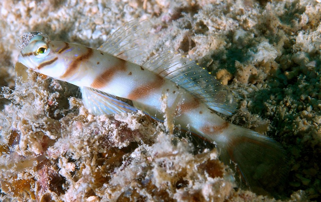 Amblyeleotris diagonalis Slantbar shrimpgoby New Caledonia fish