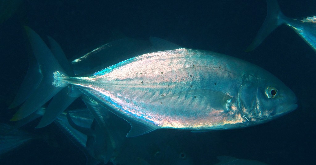 Turrum gymnostethus Carangue balo Nouvelle-Calédonie poisson du lagon