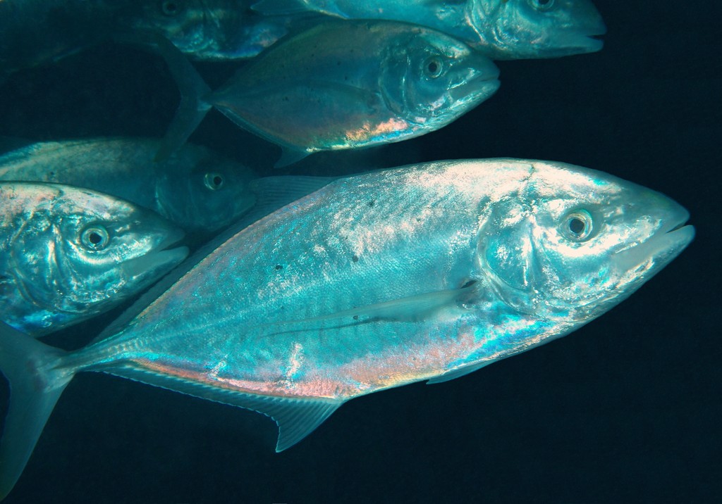 Turrum gymnostethus Bludger trevally New Caledonia Dorsal profile more convex than ventral