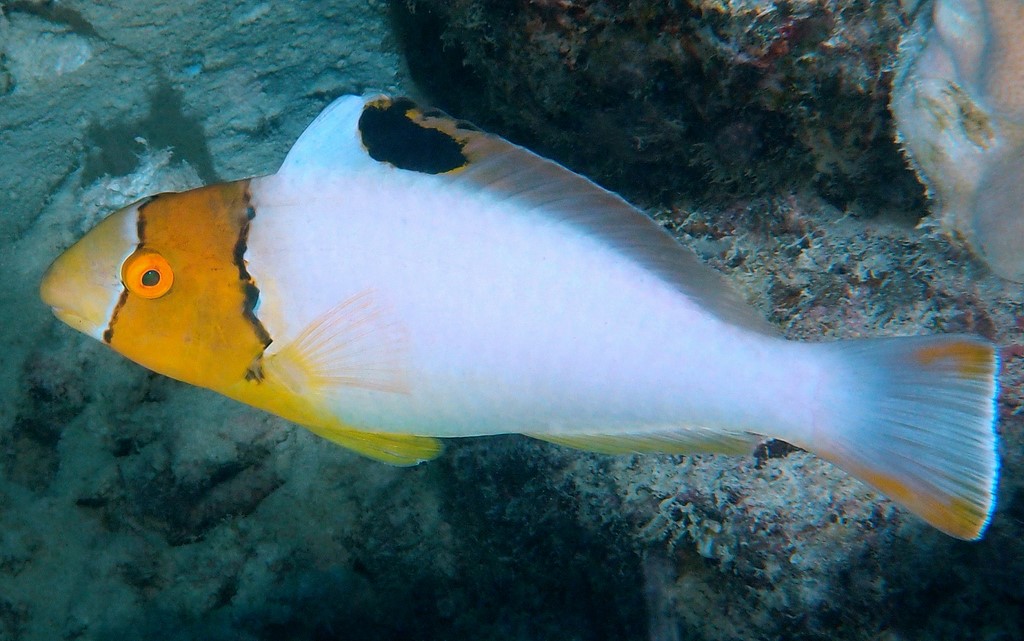 Cetoscarus ocellatus red-speckled parrotfish New Caledonia Juvenile phase