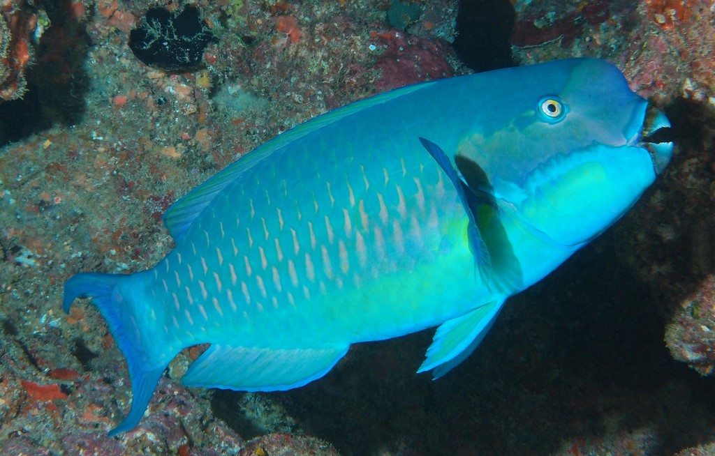 Chlorurus microrhinos Heavybeak parrotfish juvenile New Caledonia black with several horizontal white streaks