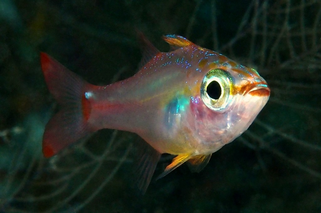 Ostorhinchus dispar Redspot cardinalfish New Caledonia clear coastal to outer reefs