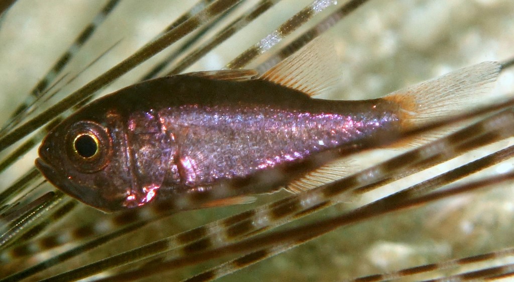 Siphamia fuscolineata Crown-of-thorns cardinalfish Acanthaster planci New Caledonia sea urchins