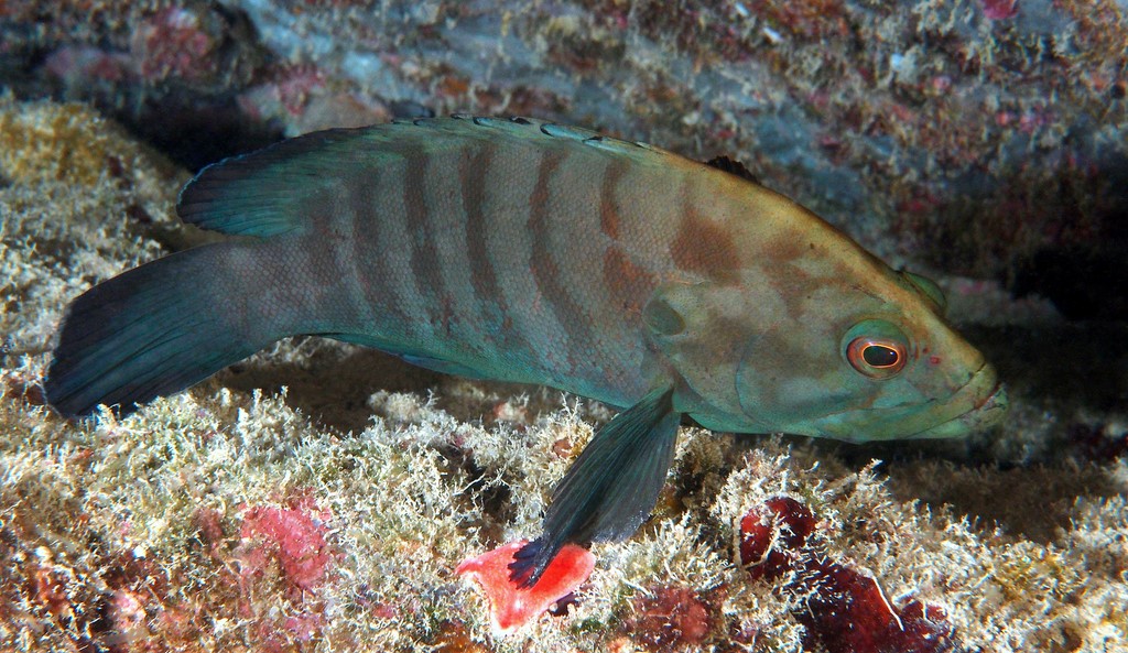 Cephalopholis boenak Dusky-banded cod New Caledonia Preopercle rounded, very finely serrate