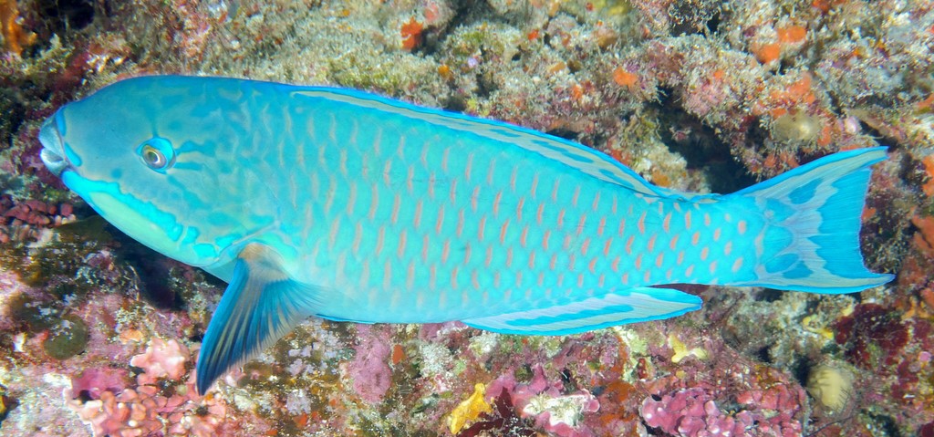 Chlorurus microrhinos New Caledonia Pacific steephead parrotfish Rare Uniformly yellowish-tan individuals pink orange